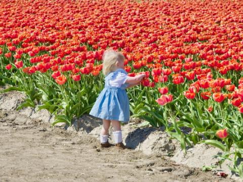 bambina di fronte a un campo di tulipani